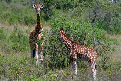 Giraffe, Nakuru 1318