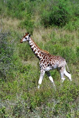 Giraffe, Nakuru 1321
