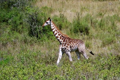 Giraffe, Nakuru 1322