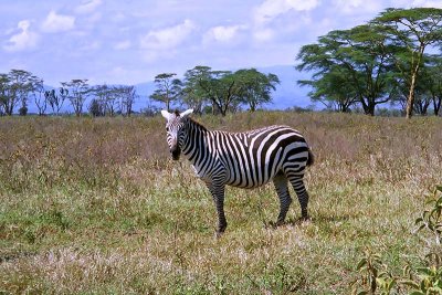Zebra, Nakuru 1305