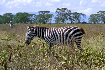 Zebra, Nakuru 1306