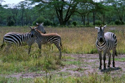 Zebra, Nakuru 1324