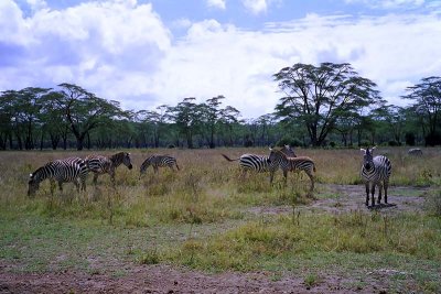 Zebra, Nakuru 1325