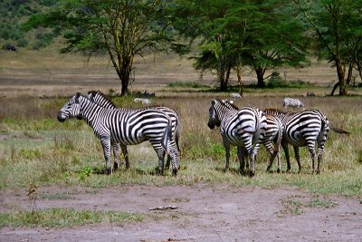 Zebra, Nakuru 1326