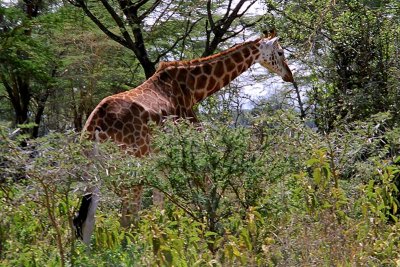 Giraffe, Nakuru 1311