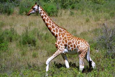 Giraffe, Nakuru 1319
