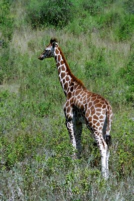 Giraffe, Nakuru 1320