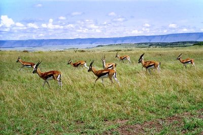 Gazelle, Masai Mara 0030