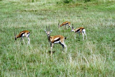 Gazelle, Masai Mara 0031