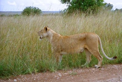 Lion, Masai Mara 0014