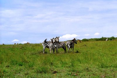 Zebra, Masai Mara 0017