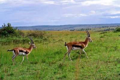 Gazelle, Masai Mara 0010