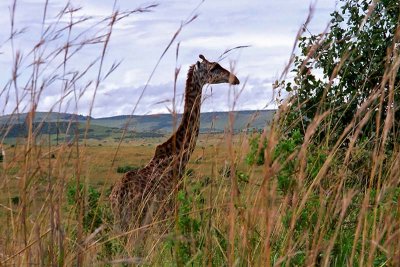 Giraffe, Masai Mara 0032
