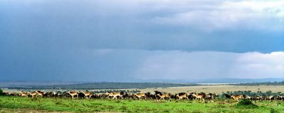 Storm, Masai Mara 0013