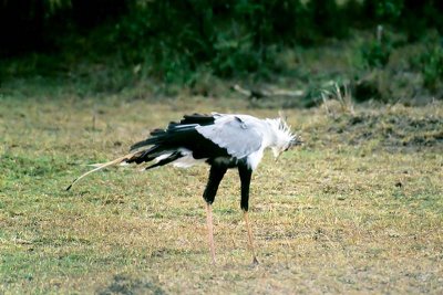 Secretary Bird, Masai Mara 0118