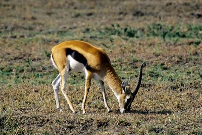 Gazelle, Masai Mara 0124