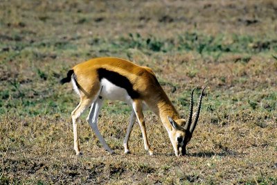 Gazelle, Masai Mara 0125