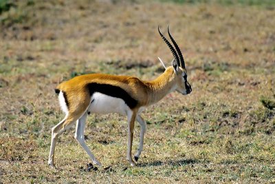 Gazelle, Masai Mara 0128