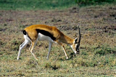 Gazelle, Masai Mara 0132