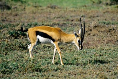 Gazelle, Masai Mara 0133