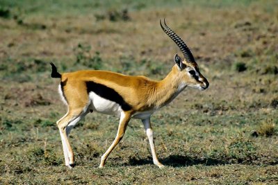 Gazelle, Masai Mara 0135