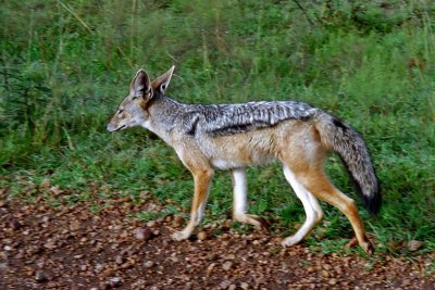 Jackal, Masai Mara 0029