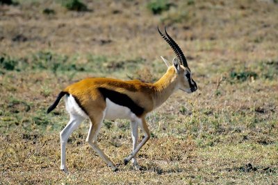 Gazelle, Masai Mara 0127