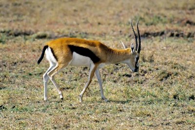 Gazelle, Masai Mara 0129
