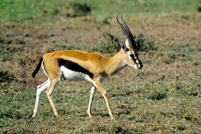 Gazelle, Masai Mara 0134