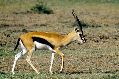 Gazelle, Masai Mara 0136