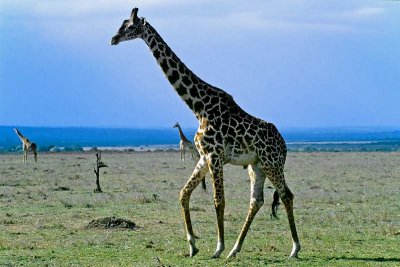Giraffe, Masai Mara 0210