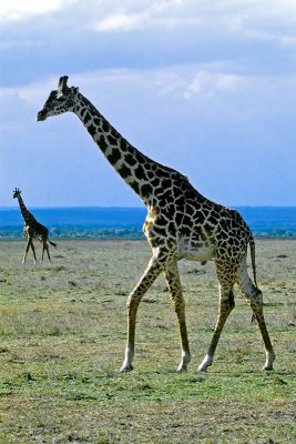 Giraffe, Masai Mara 0213