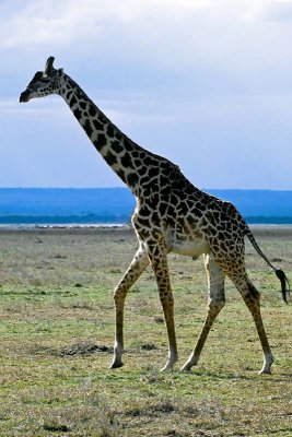Giraffe, Masai Mara 0216