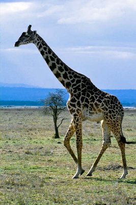 Giraffe, Masai Mara 0217