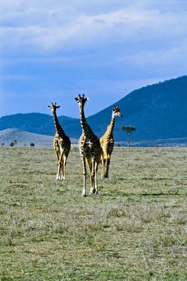Giraffe, Masai Mara 0223