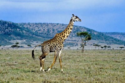 Giraffe, Masai Mara 0226