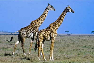 Giraffe, Masai Mara 0229