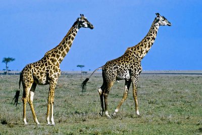 Giraffe, Masai Mara 0231