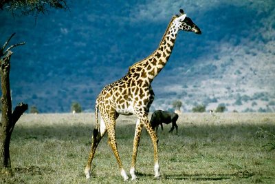 Giraffe, Masai Mara 0233