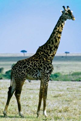 Giraffe, Masai Mara 0236