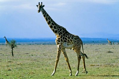 Giraffe, Masai Mara 0209