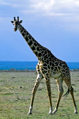 Giraffe, Masai Mara 0211