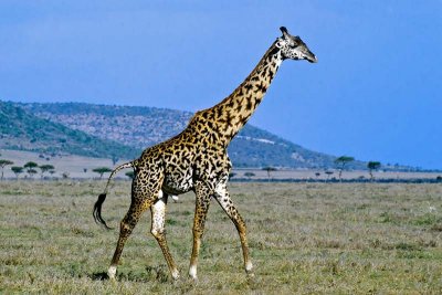 Giraffe, Masai Mara 0227