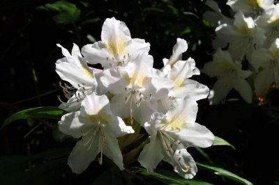 Rhododendron, Charborough Park 0005
