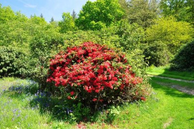 Rhododendron, Charborough Park 0012