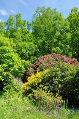 Rhododendron, Charborough Park 0016