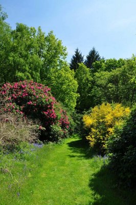 Rhododendron, Charborough Park 0017