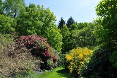 Rhododendron, Charborough Park 0018