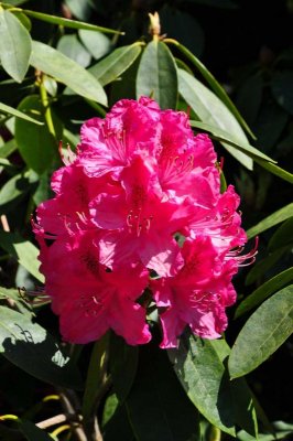 Rhododendron, Charborough Park 0020