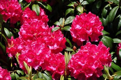 Rhododendron, Charborough Park 0024